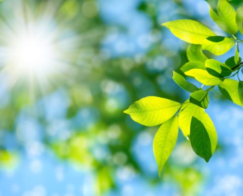 Pflanz mit Sonnenschein für Atemluft
