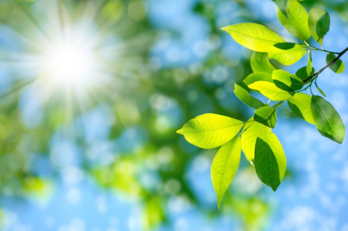 Pflanz mit Sonnenschein für Atemluft